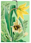 3D Bee Lily Blank Card 
