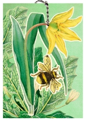 3D Bee Lily Blank Card 