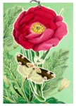 3D Butterfly Blank Card 