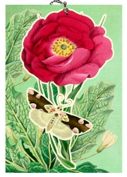 3D Butterfly Blank Card 