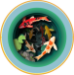 3D Teacup Koi Popup Greeting Card - TEA006