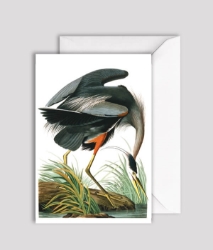 Aud Blue Heron Blank Greeting Card 
