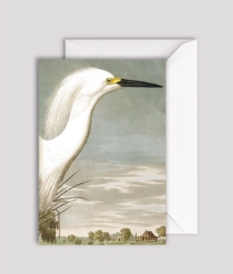 Aud Snowy Heron Blank Greeting Card 