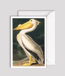 Aud White Pelican Blank Greeting Card 