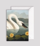 Audubon Swan Blank Greeting Card 