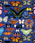 Butterflies Blank Card 