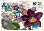 Clematis Postcard 
