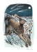 Deep Midwinter Boxed Cards - XBT476