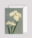 Iris Laevigata Blank Greeting Card 
