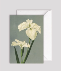 Iris Laevigata Blank Greeting Card 