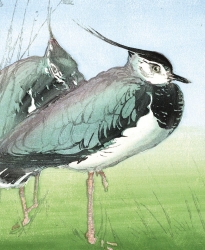 Lapwings Blank Greeting Card 