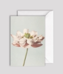 Lotus Blooming Blank Greeting Card 