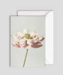 Lotus Blooming Blank Greeting Card 