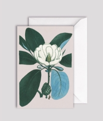 Magnolia Glauca Blank Greeting Card 