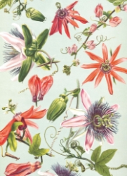 Passion Flowers Blank Card 