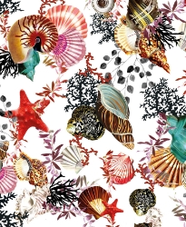 Seashells Blank Card 