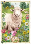 Sheep Postcard 