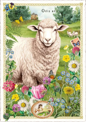 Sheep Postcard 