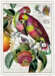 Tropical Parrots Blank Postcard 