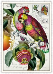 Tropical Parrots Blank Postcard 
