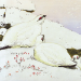 Winter Woodcuts Boxed Cards - XET467