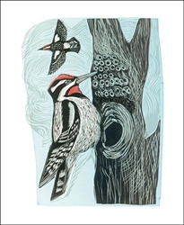 Woodpeckers Blank Card 