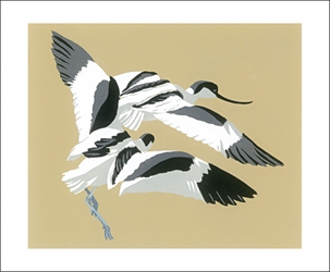Avocets Chasing - Blank Card 