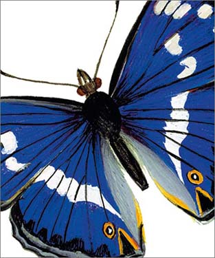 Purple Emperor Butterfly Blank Card 