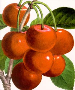 Cherries - Blank Card 