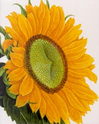 Sunflower Blank Card autumnal,autumn,fall