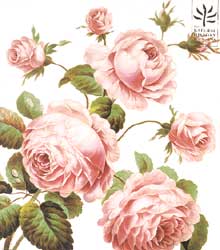 Cabbage Rose Blank Card 