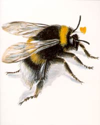Bee - Blank Card 