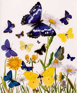 British Butterfly Blank Card 