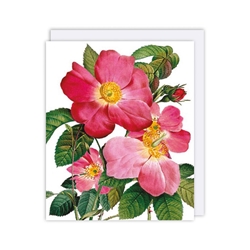 Single Rose Blank Card 
