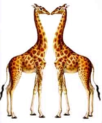 Female Giraffe Blank Card 