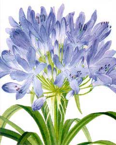 Agapanthus Blank Card 