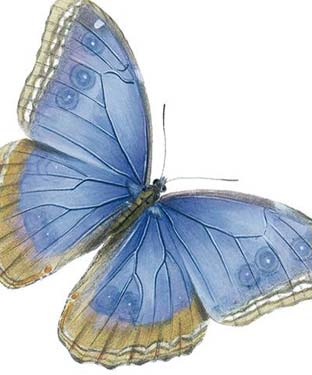 Blue Butterfly Blank Card 