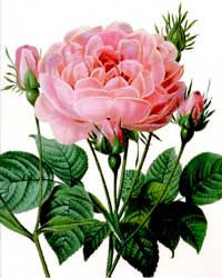 Fruited Rose Blank Card 