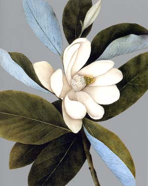 Magnolia Blank Card 