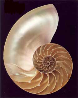 Nautilus Shell Blank Card 