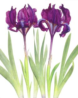 Iris Blank Card 
