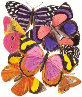 Butterflies 1 - Blank Card 