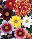 Dahlias Blank Card 