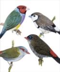 Aust. Finches Blank Card 