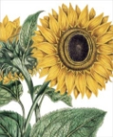 Sunflower Blank Card 