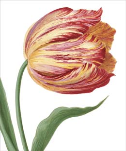 Tulip Blank Card 