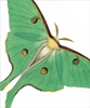 Luna Moth Blank Card 