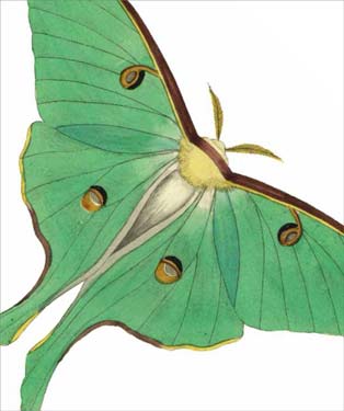 Luna Moth Blank Card 