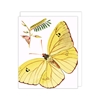 Sulphur Butterfly Blank Card 
