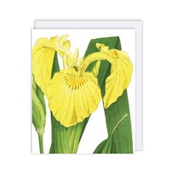 Yellow Iris Blank Card 